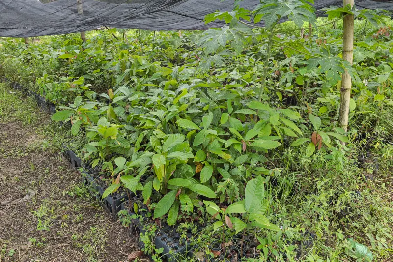  <div class='credito_fotos'>Foto: Alex Ribeiro / Ag. Pará &nbsp;&nbsp;|&nbsp;&nbsp; <a href='/midias/2025/originais/20250228152852-GF00023132-F00382165.jpg' download><i class='fa-solid fa-download'></i> Download</a></div>