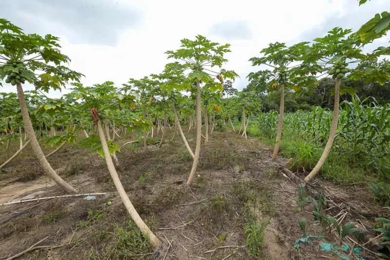  <div class='credito_fotos'>Foto: Alex Ribeiro / Ag. Pará &nbsp;&nbsp;|&nbsp;&nbsp; <a href='/midias/2025/originais/20250228152858-GF00023132-F00382170.jpg' download><i class='fa-solid fa-download'></i> Download</a></div>