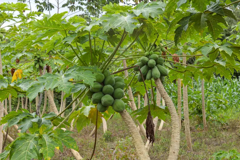  <div class='credito_fotos'>Foto: Alex Ribeiro / Ag. Pará &nbsp;&nbsp;|&nbsp;&nbsp; <a href='/midias/2025/originais/20250228152859-GF00023132-F00382171.jpg' download><i class='fa-solid fa-download'></i> Download</a></div>