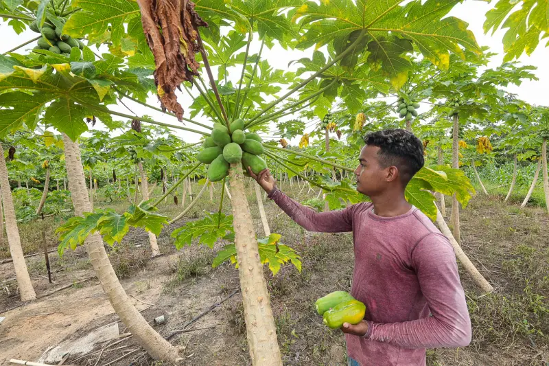  <div class='credito_fotos'>Foto: Alex Ribeiro / Ag. Pará &nbsp;&nbsp;|&nbsp;&nbsp; <a href='/midias/2025/originais/20250228152904-GF00023132-F00382176.jpg' download><i class='fa-solid fa-download'></i> Download</a></div>