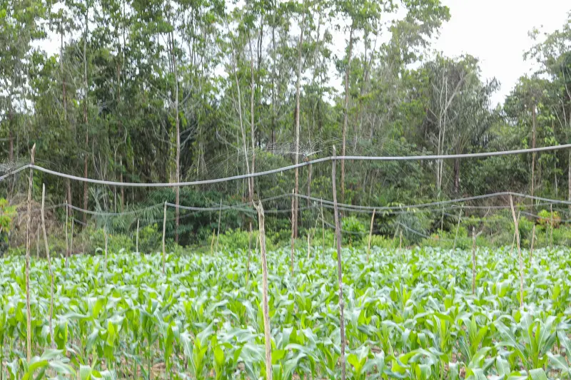  <div class='credito_fotos'>Foto: Alex Ribeiro / Ag. Pará &nbsp;&nbsp;|&nbsp;&nbsp; <a href='/midias/2025/originais/20250228152908-GF00023132-F00382179.jpg' download><i class='fa-solid fa-download'></i> Download</a></div>