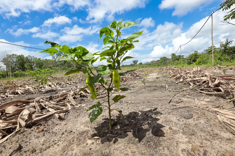  <div class='credito_fotos'>Foto: Alex Ribeiro / Ag. Pará &nbsp;&nbsp;|&nbsp;&nbsp; <a href='/midias/2025/originais/20250228152911-GF00023132-F00382182.jpg' download><i class='fa-solid fa-download'></i> Download</a></div>