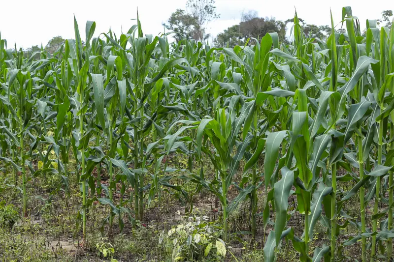  <div class='credito_fotos'>Foto: Alex Ribeiro / Ag. Pará &nbsp;&nbsp;|&nbsp;&nbsp; <a href='/midias/2025/originais/20250228152912-GF00023132-F00382183.jpg' download><i class='fa-solid fa-download'></i> Download</a></div>