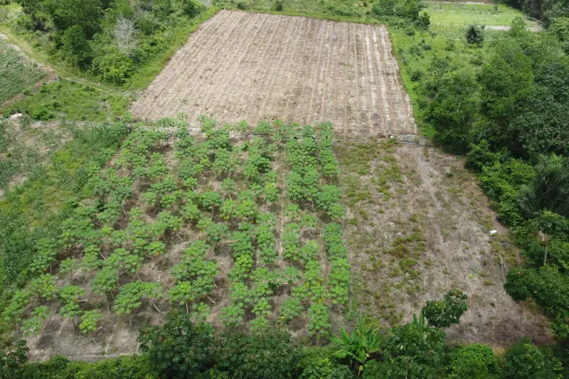 plantação Kleiton Souza
 <div class='credito_fotos'>Foto: Vinicius Pinto / Ag. Pará &nbsp;&nbsp;|&nbsp;&nbsp; <a href='/midias/2025/originais/20250228170039-GF00023132-F00382184E.jpg' download><i class='fa-solid fa-download'></i> Download</a></div>