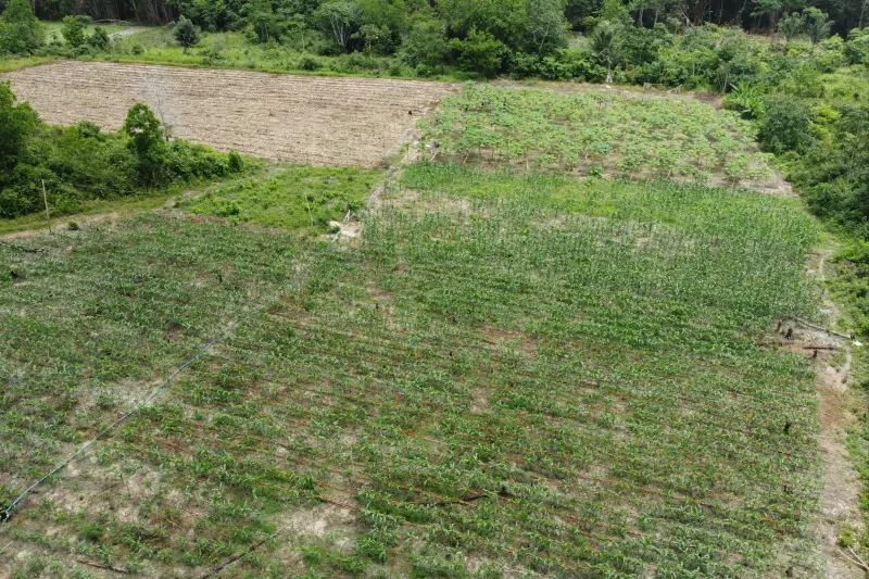 plantação Kleiton Souza
 <div class='credito_fotos'>Foto: Vinicius Pinto / Ag. Pará &nbsp;&nbsp;|&nbsp;&nbsp; <a href='/midias/2025/originais/20250228170139-GF00023132-F00382185E.jpg' download><i class='fa-solid fa-download'></i> Download</a></div>