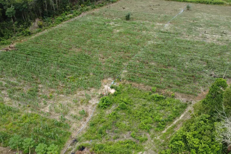 plantação Kleiton Souza
 <div class='credito_fotos'>Foto: Vinicius Pinto / Ag. Pará &nbsp;&nbsp;|&nbsp;&nbsp; <a href='/midias/2025/originais/20250228170234-GF00023132-F00382186E.jpg' download><i class='fa-solid fa-download'></i> Download</a></div>