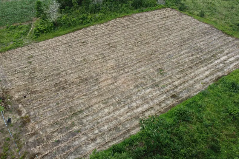 plantação Kleiton Souza
 <div class='credito_fotos'>Foto: Vinicius Pinto / Ag. Pará &nbsp;&nbsp;|&nbsp;&nbsp; <a href='/midias/2025/originais/20250228170324-GF00023132-F00382187E.jpg' download><i class='fa-solid fa-download'></i> Download</a></div>