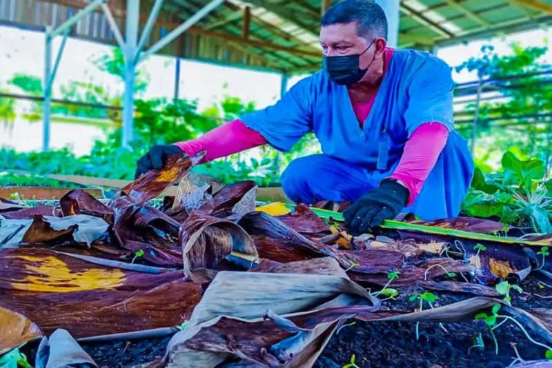 Jardinagem e manejo de de plantas e adulbos naturais e isento de agrotóxicos