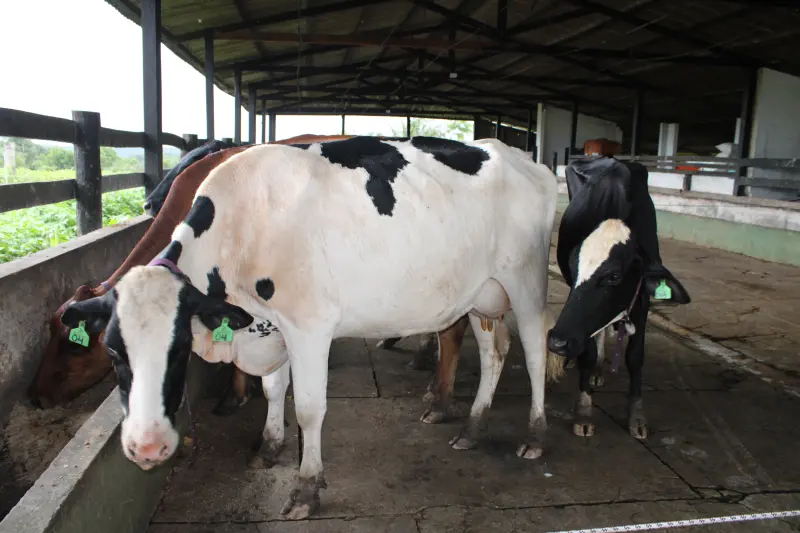 Fazenda onde ocorreu a formação dos agentes é referência em produção de leite