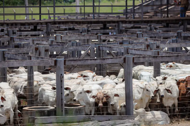 <div class='credito_fotos'>Foto: Bruno Cruz / Ag. Pará &nbsp;&nbsp;|&nbsp;&nbsp; <a href='/midias/2025/originais/20250315130716-GF00023223-F00385170.jpg' download><i class='fa-solid fa-download'></i> Download</a></div>