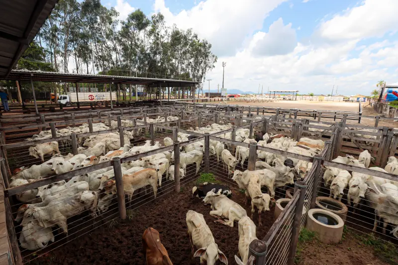  <div class='credito_fotos'>Foto: Bruno Cruz / Ag. Pará &nbsp;&nbsp;|&nbsp;&nbsp; <a href='/midias/2025/originais/20250315130724-GF00023223-F00385176.jpg' download><i class='fa-solid fa-download'></i> Download</a></div>