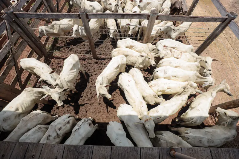  <div class='credito_fotos'>Foto: Bruno Cruz / Ag. Pará &nbsp;&nbsp;|&nbsp;&nbsp; <a href='/midias/2025/originais/20250315130728-GF00023223-F00385178.jpg' download><i class='fa-solid fa-download'></i> Download</a></div>