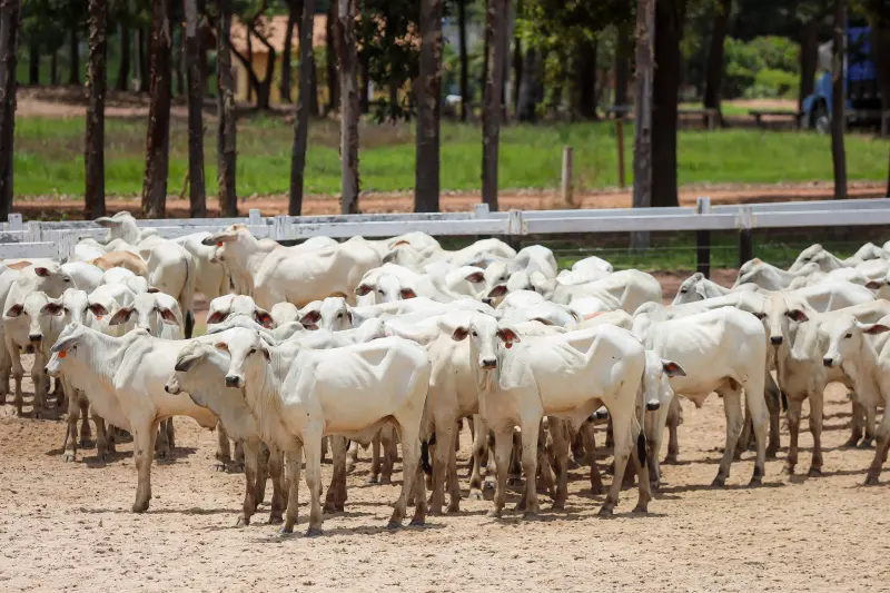  <div class='credito_fotos'>Foto: Bruno Cruz / Ag. Pará &nbsp;&nbsp;|&nbsp;&nbsp; <a href='/midias/2025/originais/20250315130731-GF00023223-F00385180.jpg' download><i class='fa-solid fa-download'></i> Download</a></div>