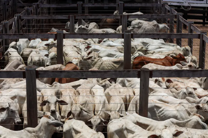  <div class='credito_fotos'>Foto: Bruno Cruz / Ag. Pará &nbsp;&nbsp;|&nbsp;&nbsp; <a href='/midias/2025/originais/20250315130734-GF00023223-F00385182.jpg' download><i class='fa-solid fa-download'></i> Download</a></div>