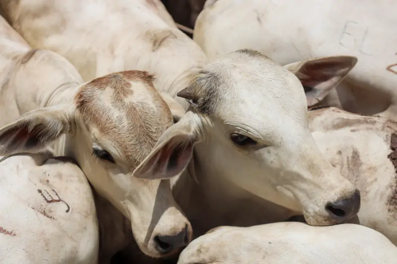  <div class='credito_fotos'>Foto: Bruno Cruz / Ag. Pará &nbsp;&nbsp;|&nbsp;&nbsp; <a href='/midias/2025/originais/20250315130735-GF00023223-F00385183.jpg' download><i class='fa-solid fa-download'></i> Download</a></div>