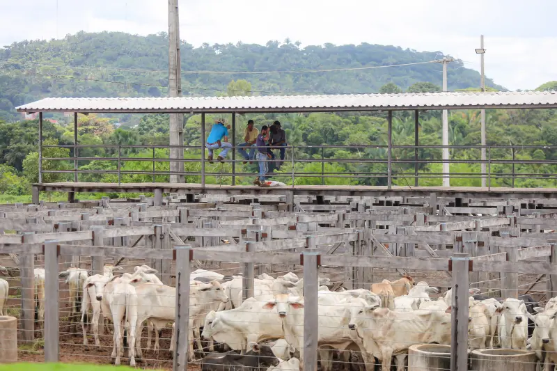  <div class='credito_fotos'>Foto: Bruno Cruz / Ag. Pará &nbsp;&nbsp;|&nbsp;&nbsp; <a href='/midias/2025/originais/20250315130748-GF00023223-F00385192.jpg' download><i class='fa-solid fa-download'></i> Download</a></div>