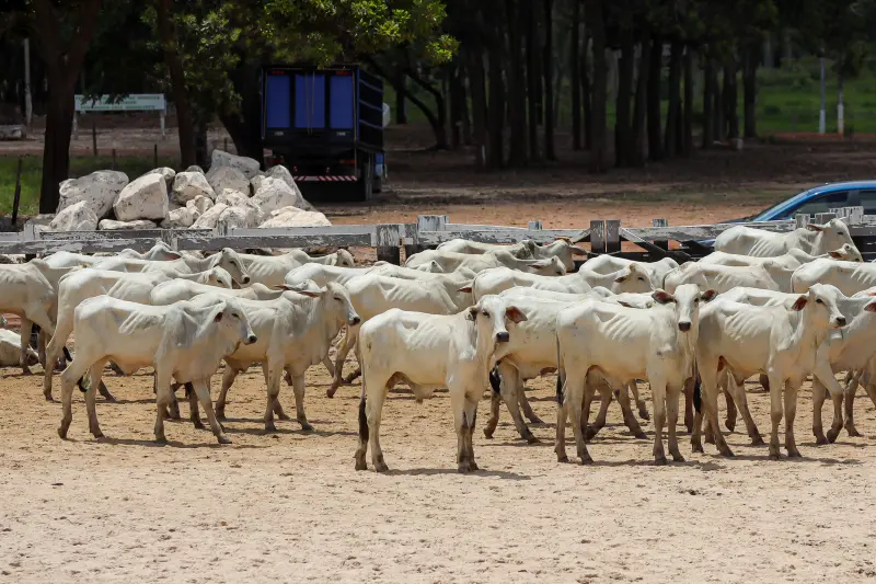  <div class='credito_fotos'>Foto: Bruno Cruz / Ag. Pará &nbsp;&nbsp;|&nbsp;&nbsp; <a href='/midias/2025/originais/20250315130751-GF00023223-F00385194.jpg' download><i class='fa-solid fa-download'></i> Download</a></div>