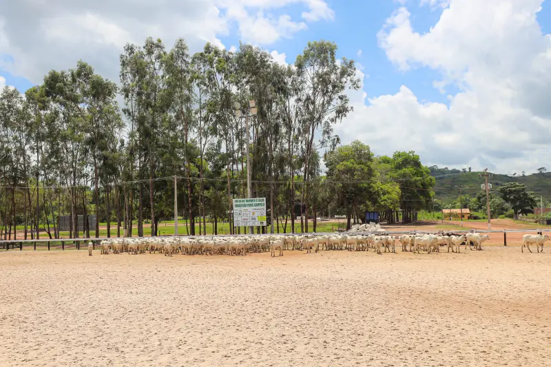  <div class='credito_fotos'>Foto: Bruno Cruz / Ag. Pará &nbsp;&nbsp;|&nbsp;&nbsp; <a href='/midias/2025/originais/20250315130754-GF00023223-F00385196.jpg' download><i class='fa-solid fa-download'></i> Download</a></div>