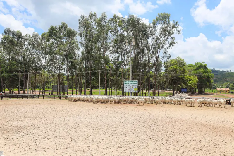  <div class='credito_fotos'>Foto: Bruno Cruz / Ag. Pará &nbsp;&nbsp;|&nbsp;&nbsp; <a href='/midias/2025/originais/20250315130756-GF00023223-F00385197.jpg' download><i class='fa-solid fa-download'></i> Download</a></div>