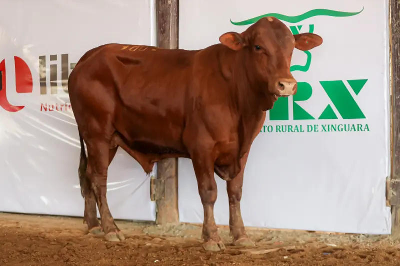  <div class='credito_fotos'>Foto: Bruno Cruz / Ag. Pará &nbsp;&nbsp;|&nbsp;&nbsp; <a href='/midias/2025/originais/20250315130804-GF00023223-F00385203.jpg' download><i class='fa-solid fa-download'></i> Download</a></div>