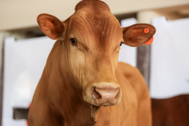  <div class='credito_fotos'>Foto: Bruno Cruz / Ag. Pará &nbsp;&nbsp;|&nbsp;&nbsp; <a href='/midias/2025/originais/20250315130807-GF00023223-F00385205.jpg' download><i class='fa-solid fa-download'></i> Download</a></div>