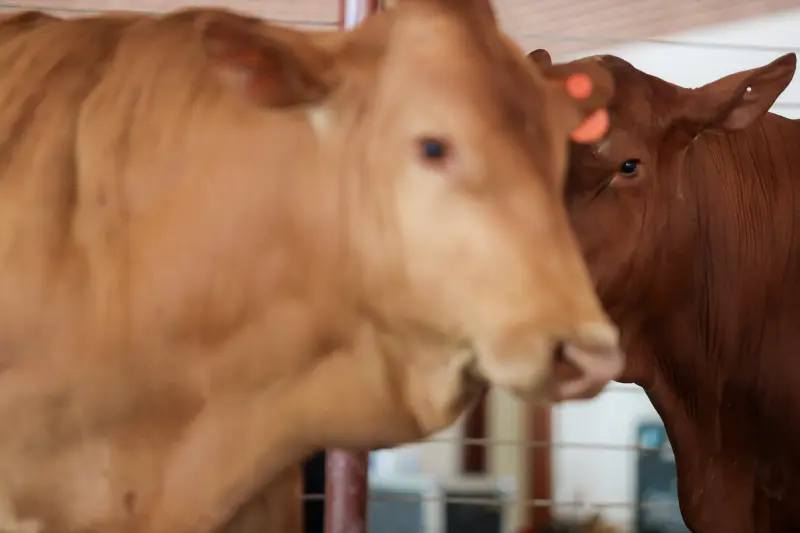  <div class='credito_fotos'>Foto: Bruno Cruz / Ag. Pará &nbsp;&nbsp;|&nbsp;&nbsp; <a href='/midias/2025/originais/20250315130810-GF00023223-F00385207.jpg' download><i class='fa-solid fa-download'></i> Download</a></div>