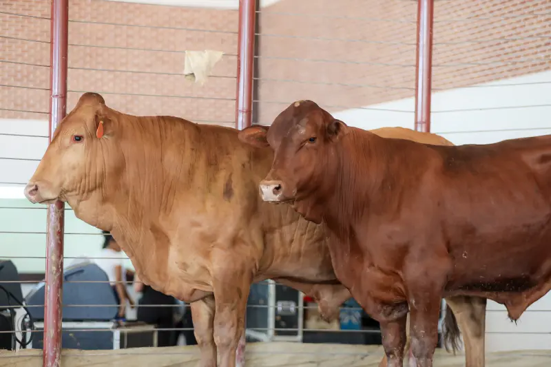  <div class='credito_fotos'>Foto: Bruno Cruz / Ag. Pará &nbsp;&nbsp;|&nbsp;&nbsp; <a href='/midias/2025/originais/20250315130811-GF00023223-F00385208.jpg' download><i class='fa-solid fa-download'></i> Download</a></div>