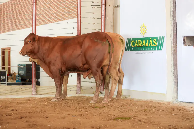  <div class='credito_fotos'>Foto: Bruno Cruz / Ag. Pará &nbsp;&nbsp;|&nbsp;&nbsp; <a href='/midias/2025/originais/20250315130814-GF00023223-F00385210.jpg' download><i class='fa-solid fa-download'></i> Download</a></div>