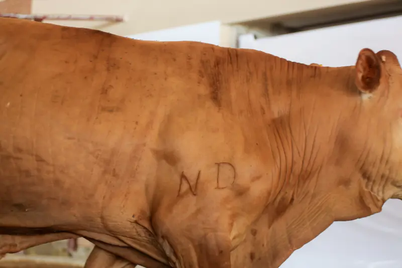  <div class='credito_fotos'>Foto: Bruno Cruz / Ag. Pará &nbsp;&nbsp;|&nbsp;&nbsp; <a href='/midias/2025/originais/20250315130816-GF00023223-F00385211.jpg' download><i class='fa-solid fa-download'></i> Download</a></div>