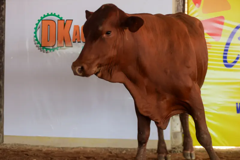  <div class='credito_fotos'>Foto: Bruno Cruz / Ag. Pará &nbsp;&nbsp;|&nbsp;&nbsp; <a href='/midias/2025/originais/20250315130817-GF00023223-F00385212.jpg' download><i class='fa-solid fa-download'></i> Download</a></div>