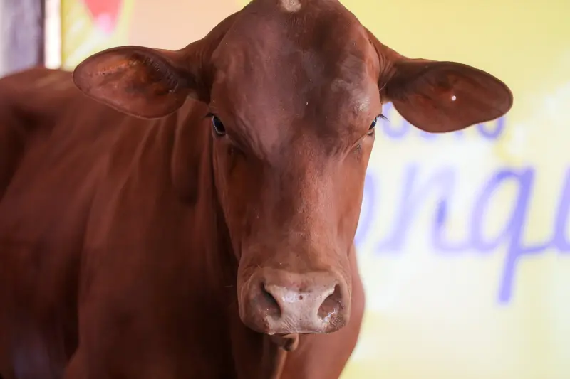  <div class='credito_fotos'>Foto: Bruno Cruz / Ag. Pará &nbsp;&nbsp;|&nbsp;&nbsp; <a href='/midias/2025/originais/20250315130819-GF00023223-F00385213.jpg' download><i class='fa-solid fa-download'></i> Download</a></div>