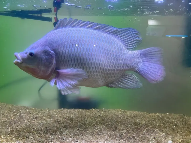 A tilápia será um dos tipos de peixe de cultivo que serão ofertados durante a feira