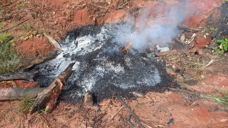 Amêndoas incineradas após fiscalização fitossanitária