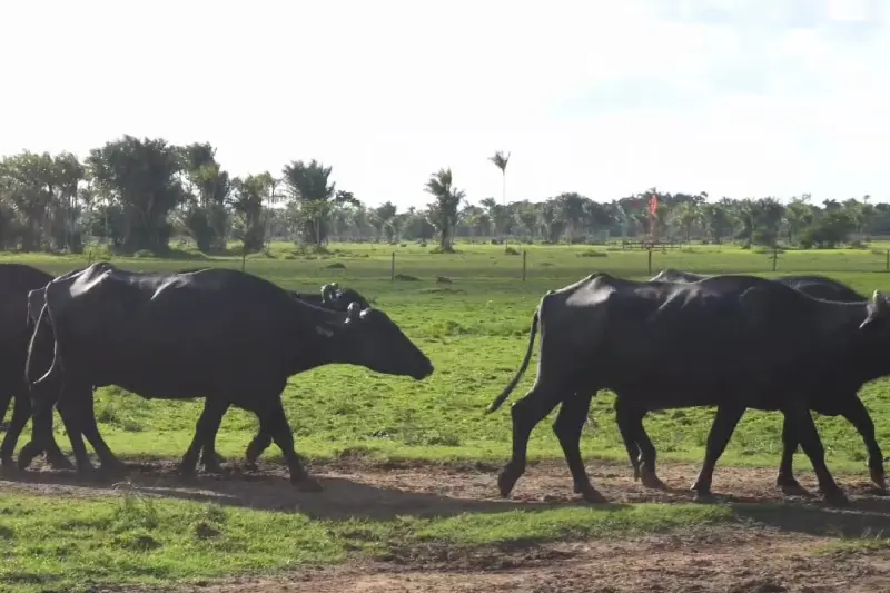 O trabalhop conjunto  leva em conta a vocação de cada região do estado.