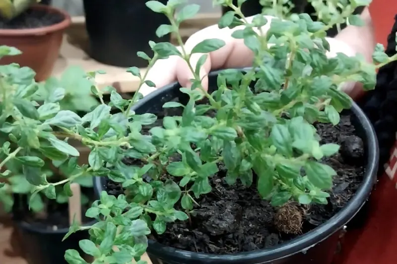 Na Feira há uma variedade das tradicionais ervas sendo comercializadas através de mudas plantadas em vasos.
