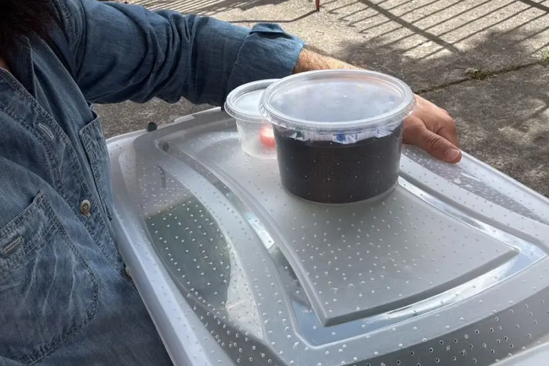 Biologo, Basilío Guerreiro, buscando as larvas e pupas