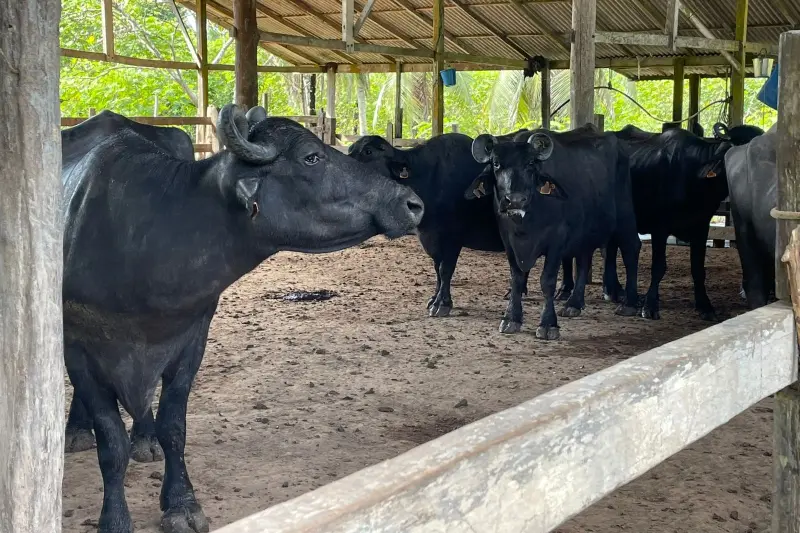 Os búfalos são oriundos do Marajó e se adaptaram bem em Abaetetuba