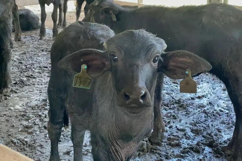 A qualidade e incentivo à produção leiteira poderão ser vistos durante o torneio leiteiro do próximo mês, no Marajó. 