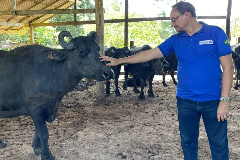 O médico-veterinário da Sedap, Augusto Peralta, avalia um dos búfalos de Abaetetuba e constata os resultados positivos do trabalho de melhoramento genético