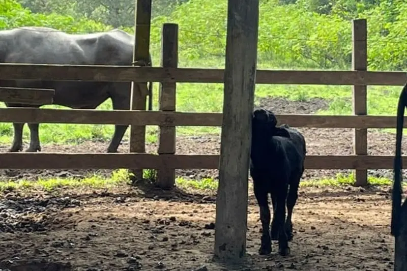 Uma das bezerras nascidas na fazenda de Curuperé-Mirim, em Abaetetuba, resultado das técnicas de reprodução de embriões.