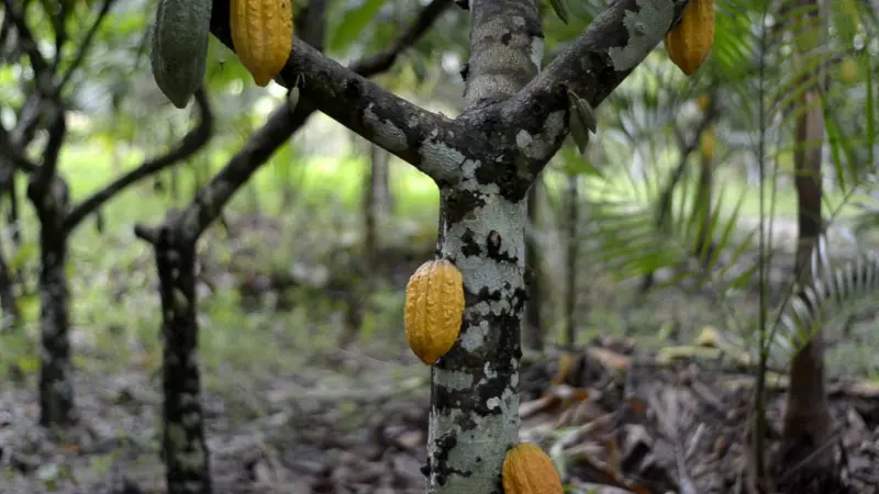 O cultivo do cacau no Estado do Pará será um dos temas da programação que será realizada no dia 27 próximo