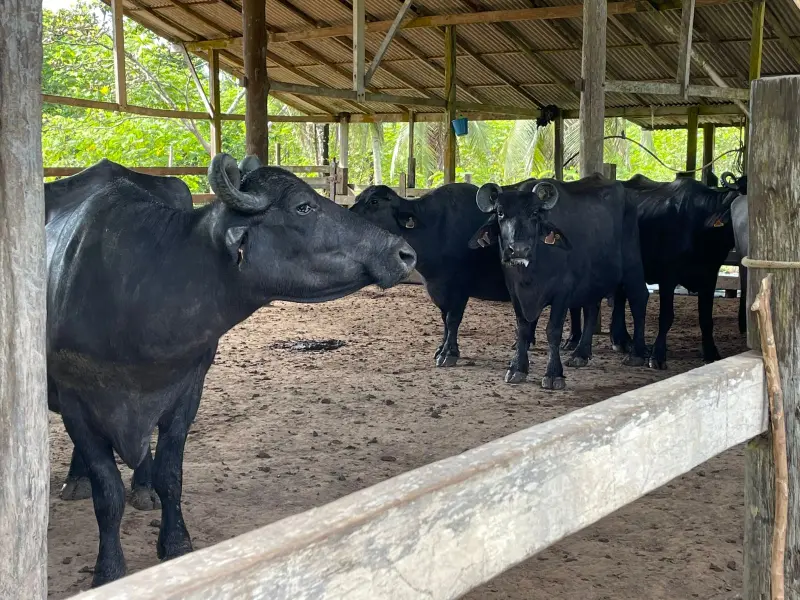 As búfalas ficam em seus ambientes naturais para não comprometer o manejo e garantir a segurança dos animais