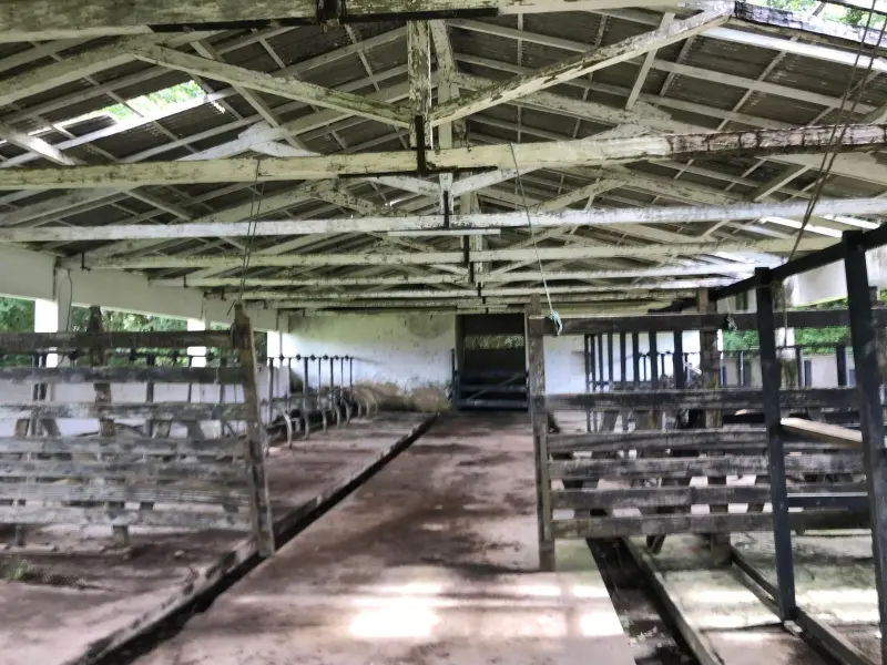 Antigo estábulo da unidade experimental da Embrapa poderá ser reaproveitado para receber bubalinos leiteiros