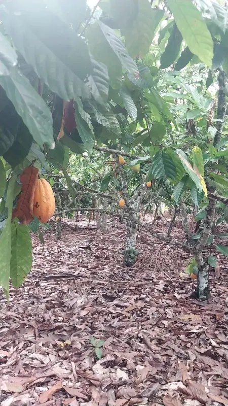 Onformações sobre o  cacau cultivado no sistema agroflorestal  foram repassadas aos membros da Mars