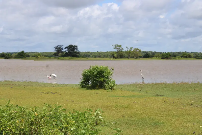 O Marajó possui dois sítios de aves migratórias 