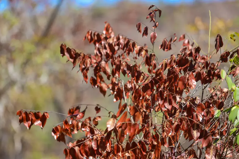  <div class='credito_fotos'>Foto: Bruno Cruz / Ag. Pará &nbsp;&nbsp;|&nbsp;&nbsp; <a href='/midias/2025/originais/20250717145913-GF00024231-F00423712.jpg' download><i class='fa-solid fa-download'></i> Download</a></div>