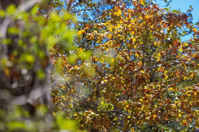  <div class='credito_fotos'>Foto: Bruno Cruz / Ag. Pará &nbsp;&nbsp;|&nbsp;&nbsp; <a href='/midias/2025/originais/20250717145915-GF00024231-F00423713.jpg' download><i class='fa-solid fa-download'></i> Download</a></div>