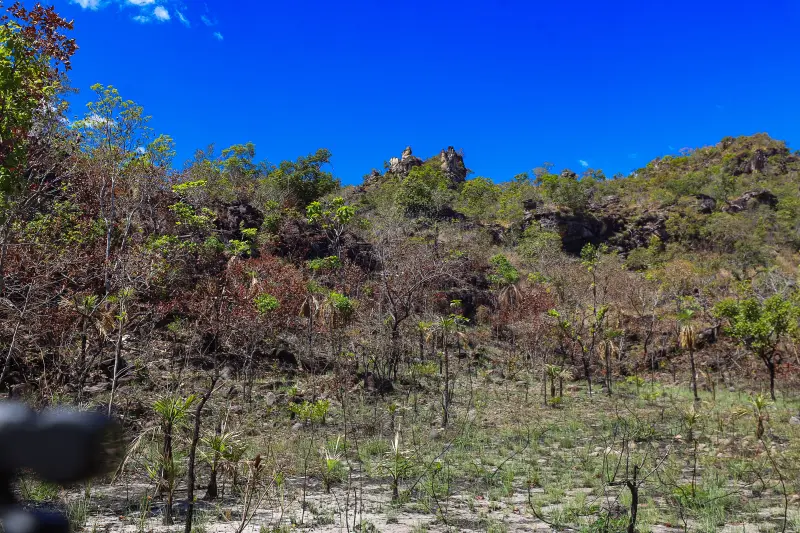  <div class='credito_fotos'>Foto: Bruno Cruz / Ag. Pará &nbsp;&nbsp;|&nbsp;&nbsp; <a href='/midias/2025/originais/20250717145921-GF00024231-F00423718.jpg' download><i class='fa-solid fa-download'></i> Download</a></div>