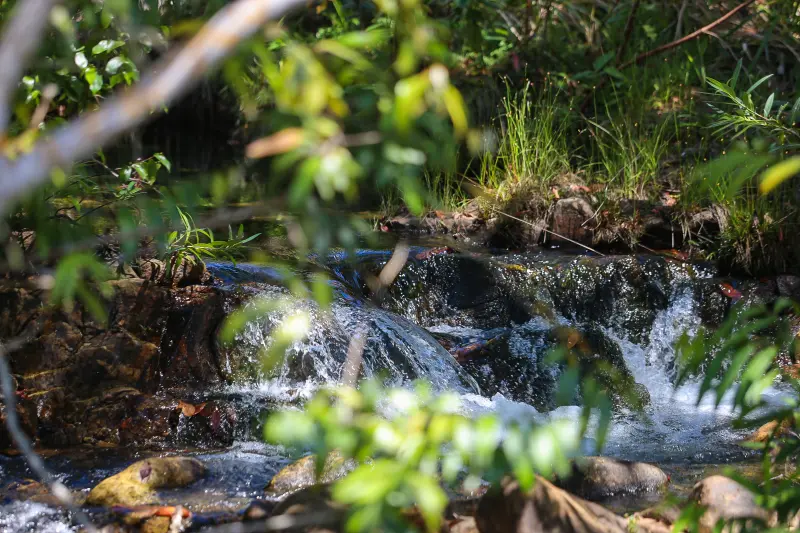  <div class='credito_fotos'>Foto: Bruno Cruz / Ag. Pará &nbsp;&nbsp;|&nbsp;&nbsp; <a href='/midias/2025/originais/20250717145953-GF00024231-F00423739.jpg' download><i class='fa-solid fa-download'></i> Download</a></div>