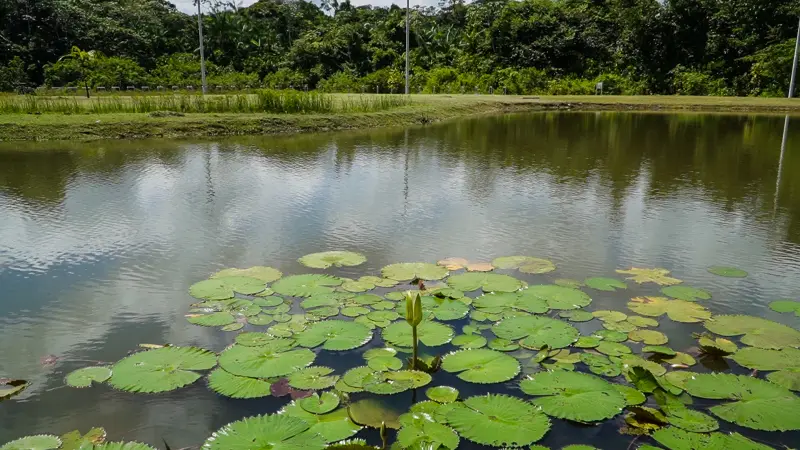  <div class='credito_fotos'>Foto: Vinicius Pinto / Ag. Pará &nbsp;&nbsp;|&nbsp;&nbsp; <a href='/midias/2025/originais/20250721121731-GF00024252-F00424411.jpg' download><i class='fa-solid fa-download'></i> Download</a></div>